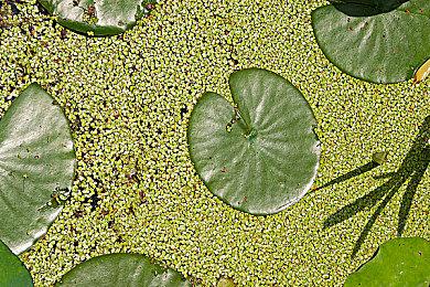 国产肉鸽RPG新游《克瑞因的纷争》先导预告公布