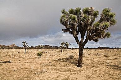 《NEKOTO》Steam页面上线 治愈系猫咪生活日常